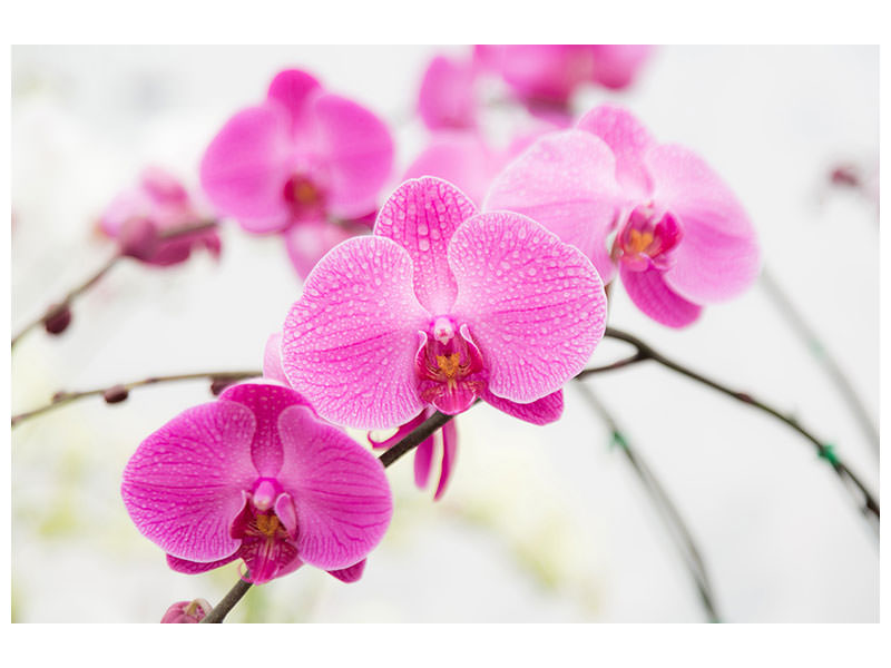 modern-4-piece-canvas-print-the-symbol-of-orchid