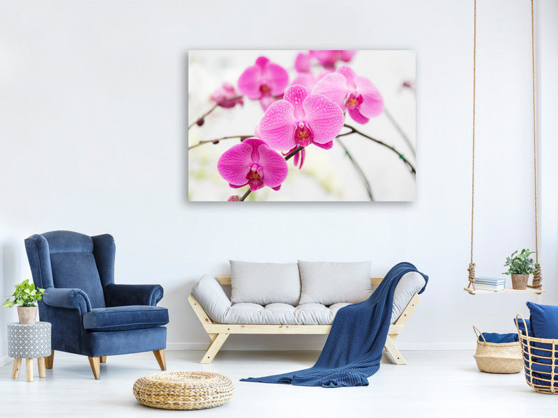 5-piece-canvas-print-the-symbol-of-orchid