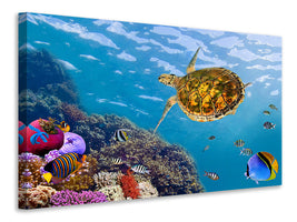 4-piece-canvas-print-the-turtle