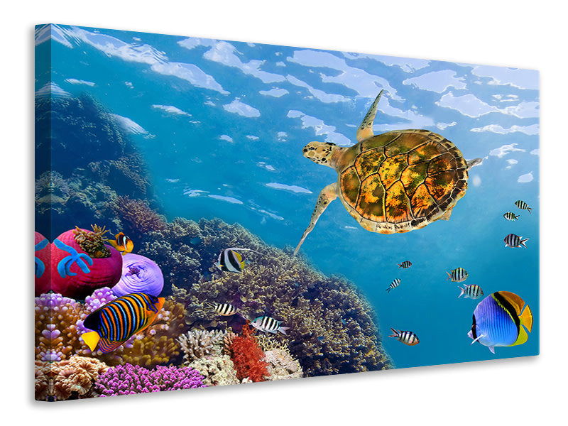 4-piece-canvas-print-the-turtle