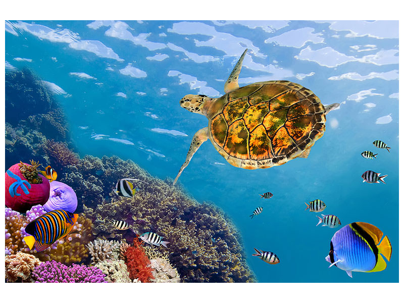 modern-4-piece-canvas-print-the-turtle