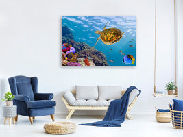 5-piece-canvas-print-the-turtle