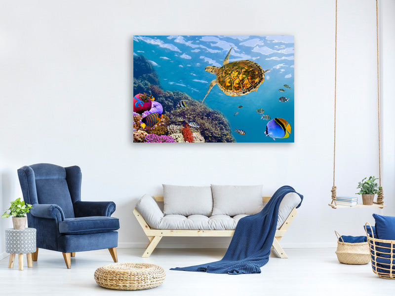 5-piece-canvas-print-the-turtle