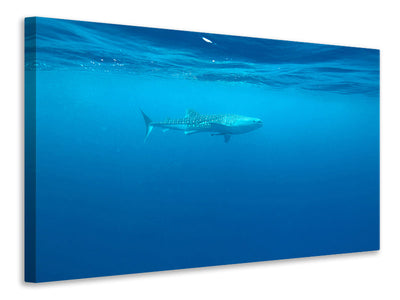 modern-3-piece-canvas-print-the-whale-shark