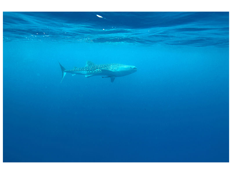 panoramic-3-piece-canvas-print-the-whale-shark