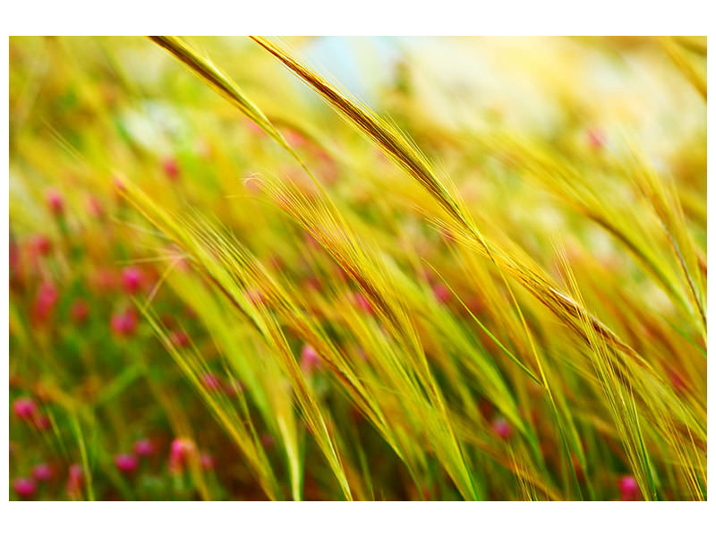 4-piece-canvas-print-the-wheat-field