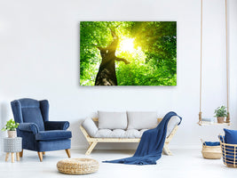 panoramic-canvas-print-tree