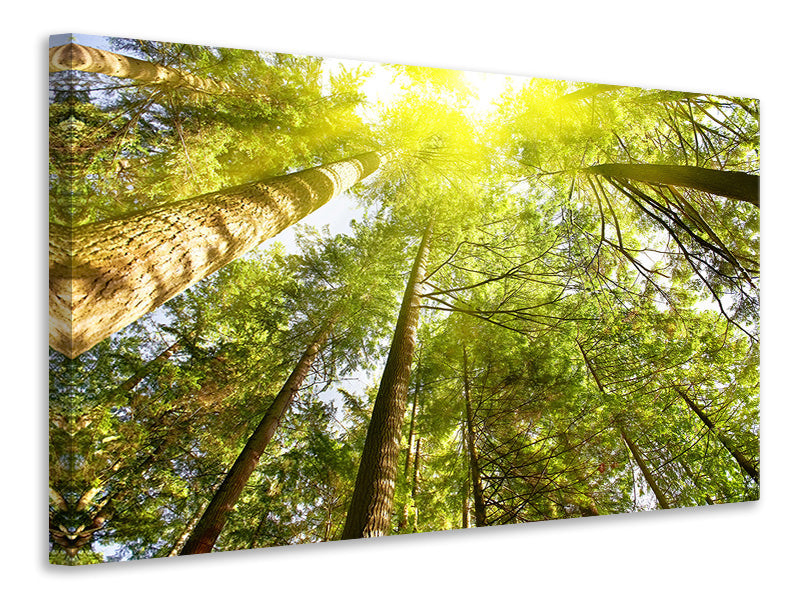 modern-4-piece-canvas-print-treetops-in-the-sun