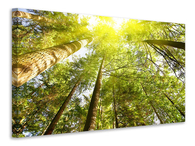 modern-4-piece-canvas-print-treetops-in-the-sun