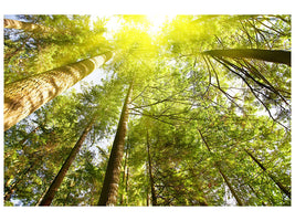 modern-4-piece-canvas-print-treetops-in-the-sun