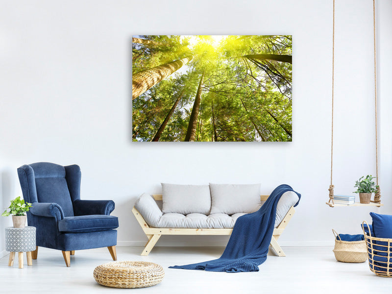 modern-4-piece-canvas-print-treetops-in-the-sun
