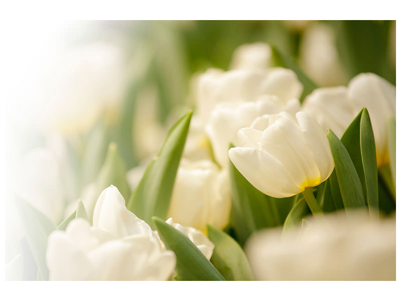 4-piece-canvas-print-tulips-perspective
