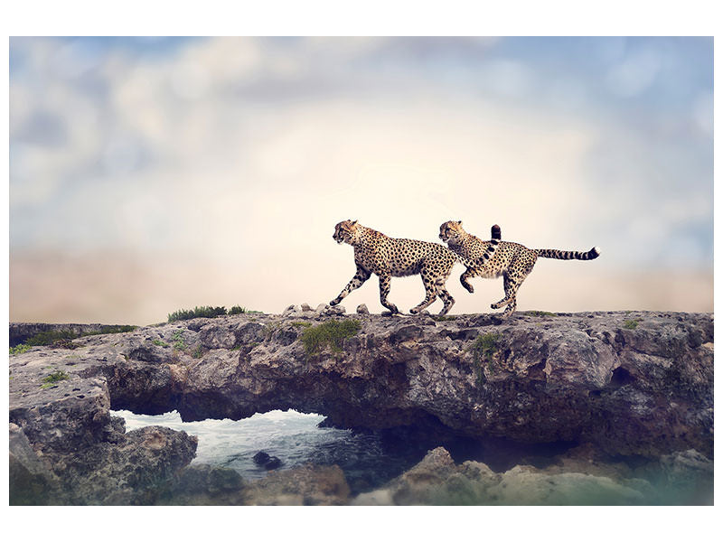 modern-4-piece-canvas-print-two-cheetahs