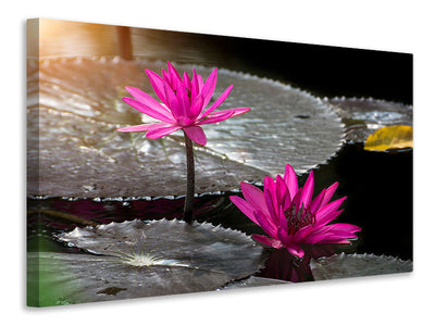 4-piece-canvas-print-water-lily-in-the-morning-dew