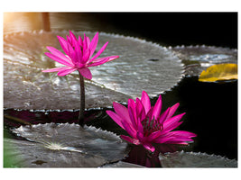 modern-4-piece-canvas-print-water-lily-in-the-morning-dew