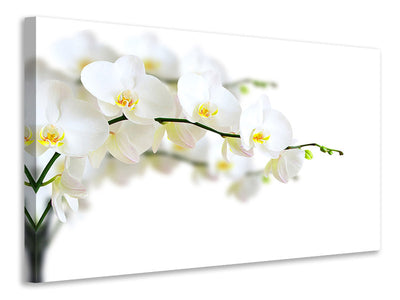 modern-3-piece-canvas-print-white-orchids