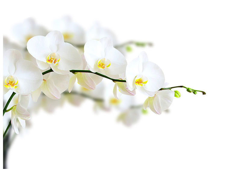 3-piece-canvas-print-white-orchids
