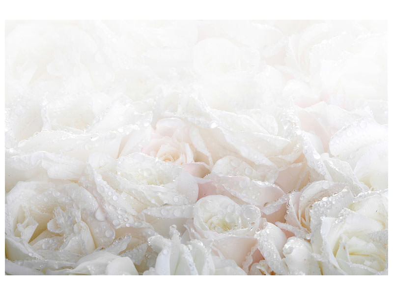panoramic-canvas-print-white-roses-in-the-morning-dew