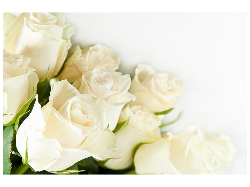 5-piece-canvas-print-white-roses