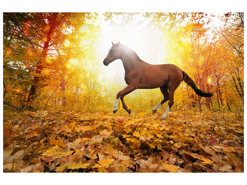 modern-4-piece-canvas-print-whole-blood-in-autumn-forest