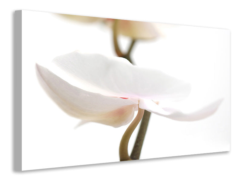 panoramic-3-piece-canvas-print-xxl-orchid-flower