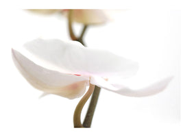 5-piece-canvas-print-xxl-orchid-flower