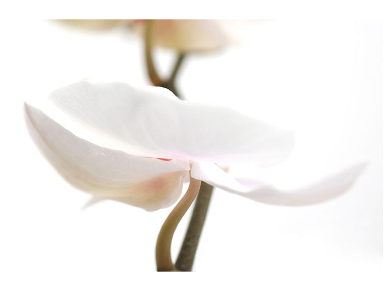 5-piece-canvas-print-xxl-orchid-flower