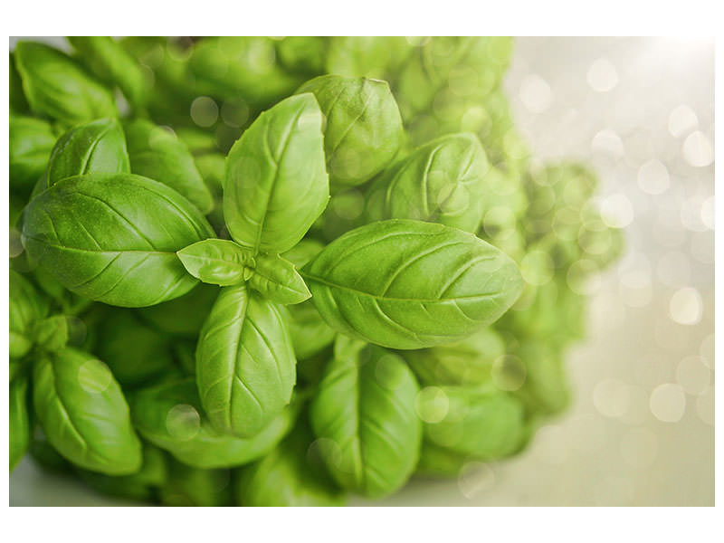 panoramic-canvas-print-a-bouquet-of-basil
