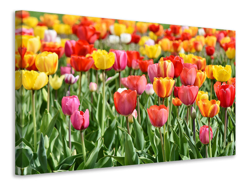 5-piece-canvas-print-a-colorful-tulip-field