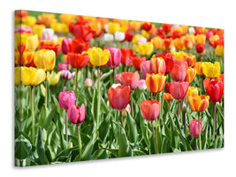 modern-3-piece-canvas-print-a-colorful-tulip-field