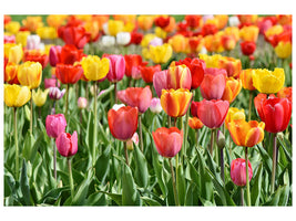 5-piece-canvas-print-a-colorful-tulip-field