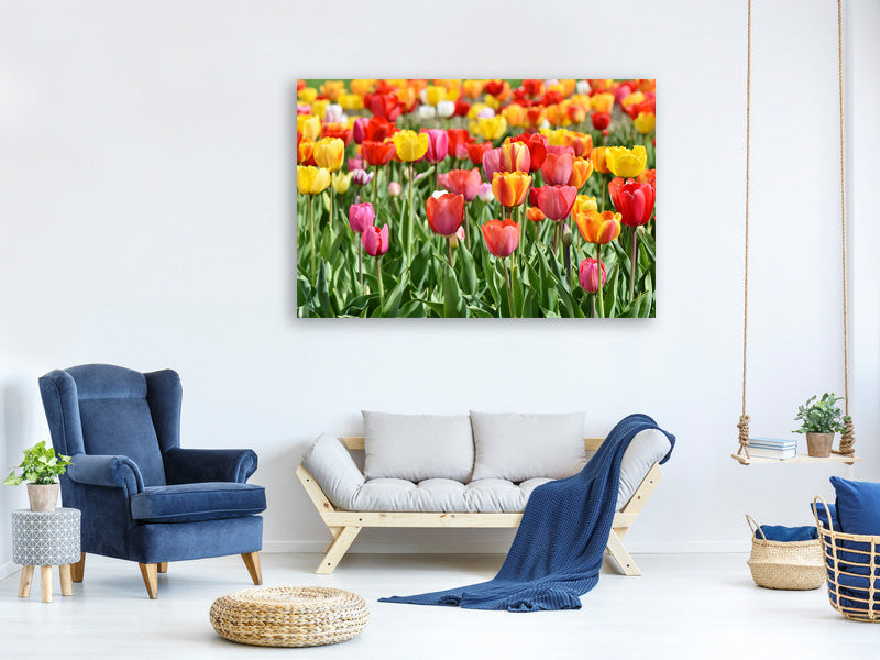 5-piece-canvas-print-a-colorful-tulip-field