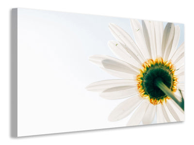 panoramic-3-piece-canvas-print-a-daisy