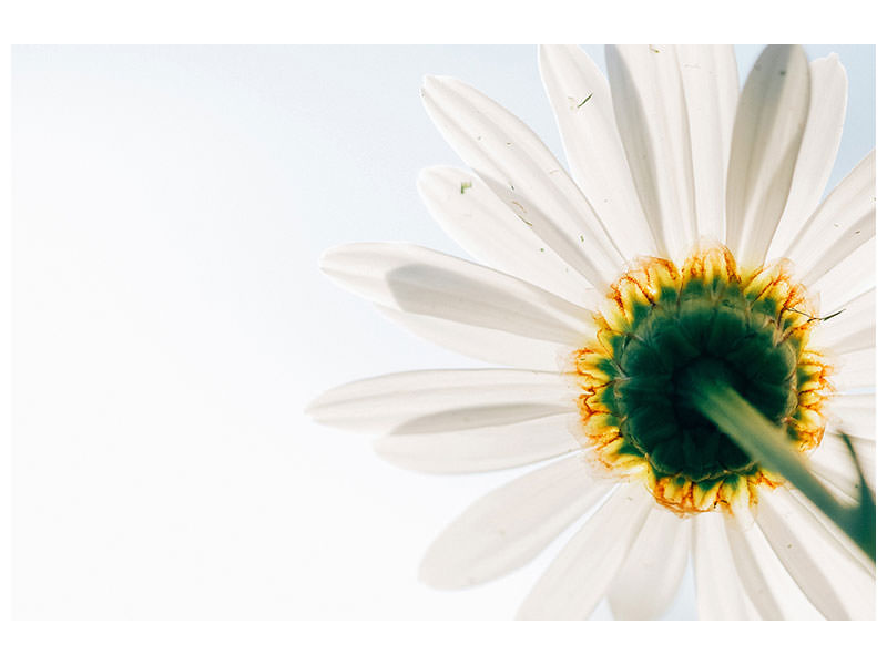 panoramic-3-piece-canvas-print-a-daisy
