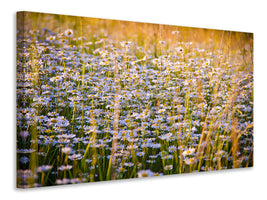 panoramic-3-piece-canvas-print-a-field-full-of-camomile