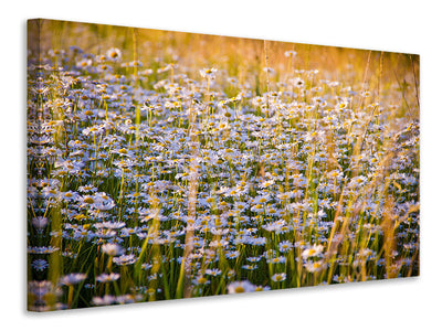 3-piece-canvas-print-a-field-full-of-camomile
