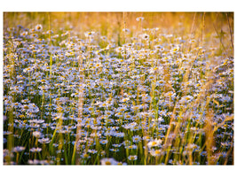 panoramic-3-piece-canvas-print-a-field-full-of-camomile