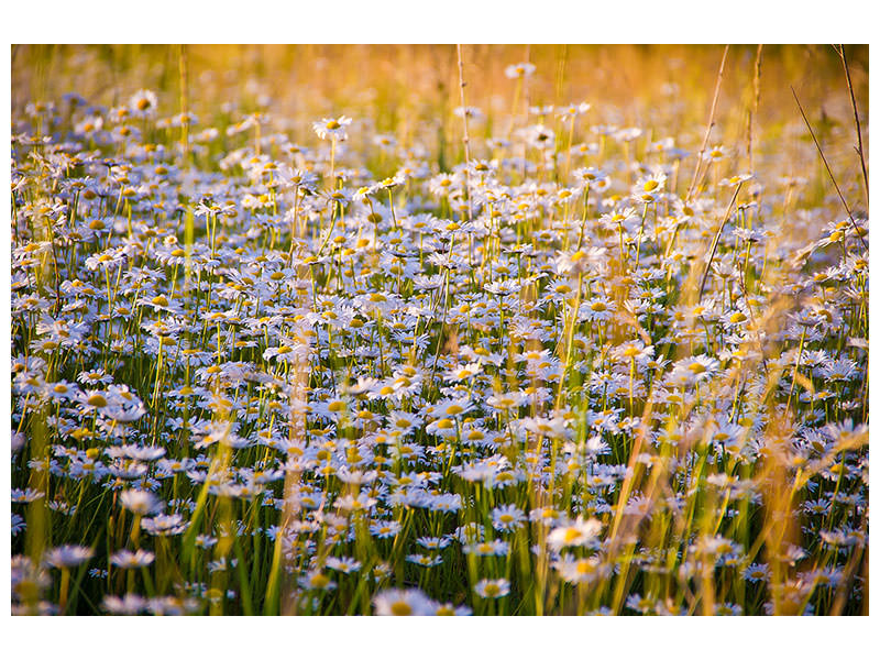 4-piece-canvas-print-a-field-full-of-camomile