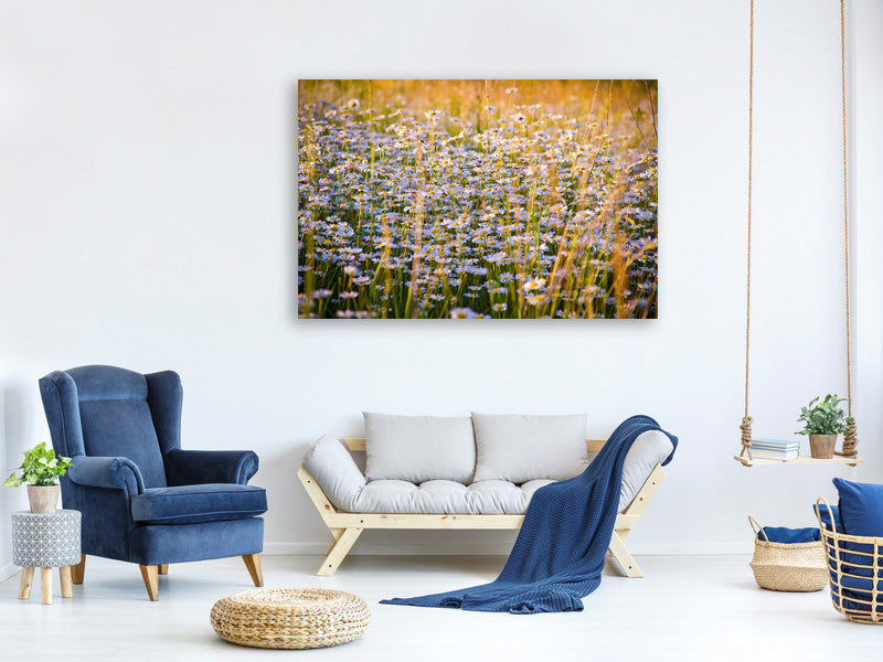 5-piece-canvas-print-a-field-full-of-camomile