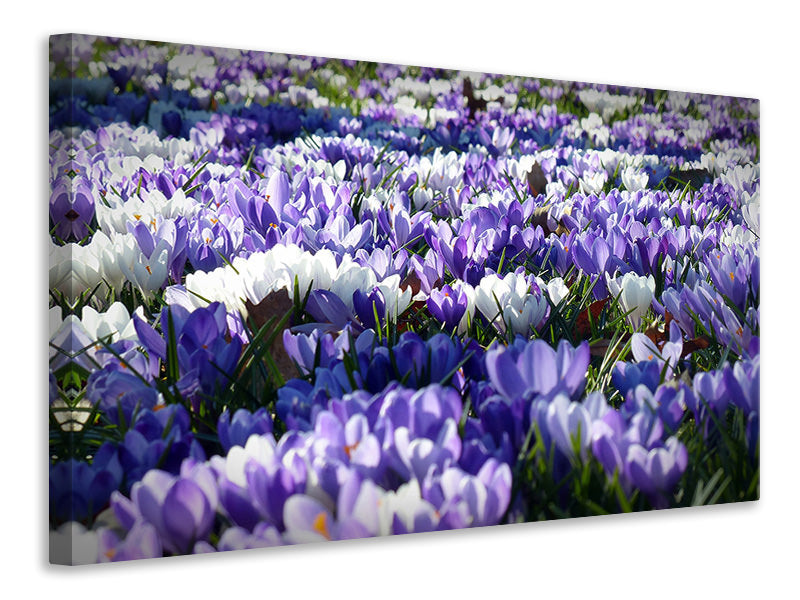 panoramic-3-piece-canvas-print-a-field-full-of-crocuses