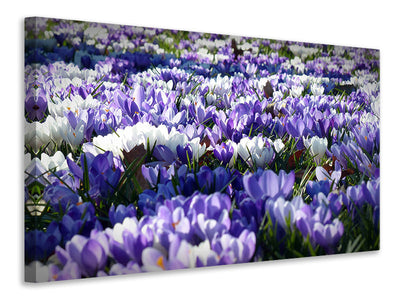3-piece-canvas-print-a-field-full-of-crocuses