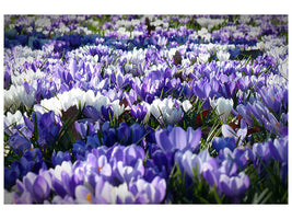panoramic-3-piece-canvas-print-a-field-full-of-crocuses
