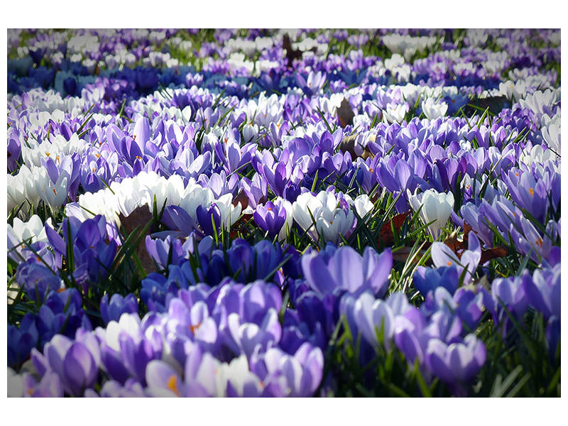 4-piece-canvas-print-a-field-full-of-crocuses