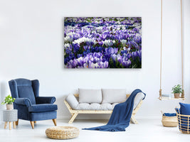 panoramic-3-piece-canvas-print-a-field-full-of-crocuses