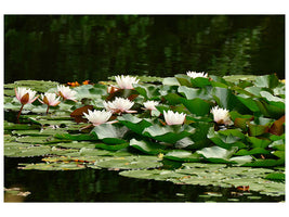 panoramic-3-piece-canvas-print-a-field-full-of-water-lilies
