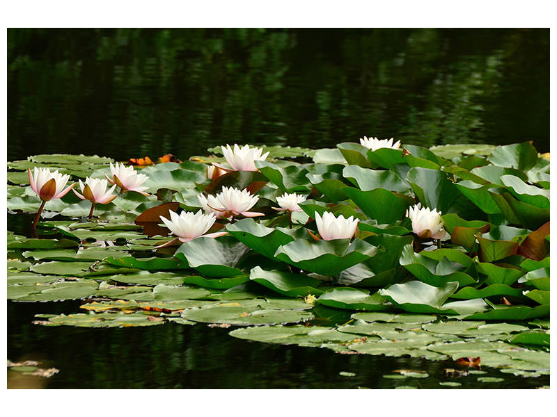 panoramic-canvas-print-a-field-full-of-water-lilies