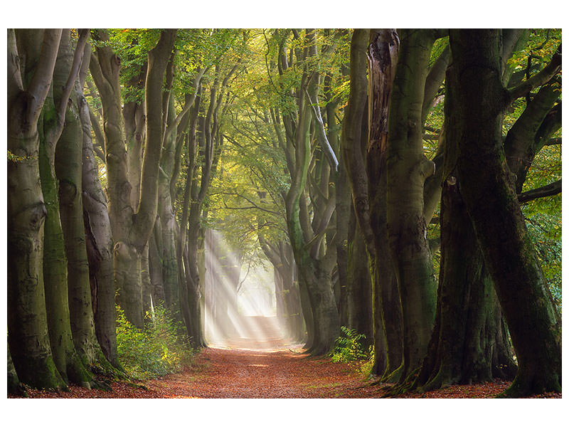 4-piece-canvas-print-a-glorious-day