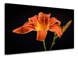 3-piece-canvas-print-a-lily-flower-in-orange