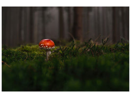 panoramic-canvas-print-a-mushroom-in-the-forest
