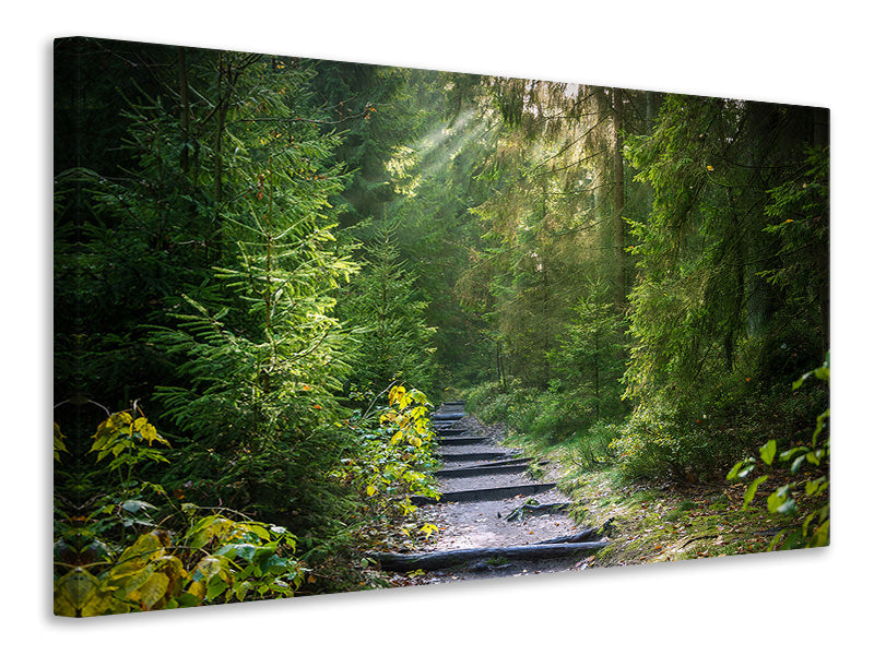 3-piece-canvas-print-a-path-between-firs